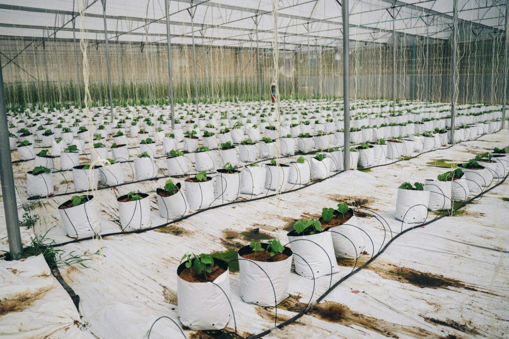Cost of Building a Greenhouse in Nigeria